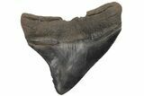 Serrated, Posterior Megalodon Tooth - South Carolina #210783-1